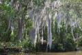 IMG_8810 ho ho spanish moss